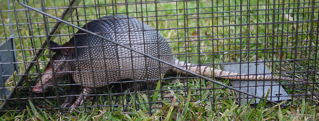 How To Get Rid of Armadillos Yourself - Steps and Tips