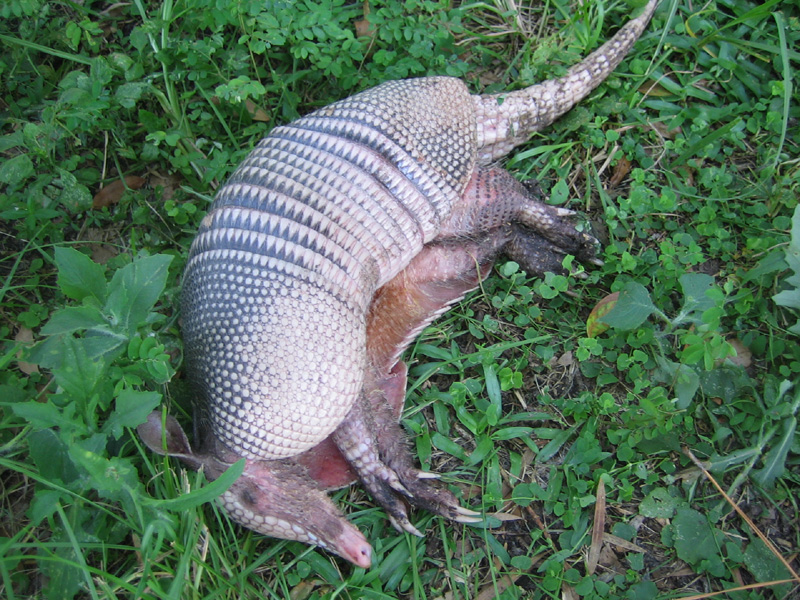 How to Kill Armadillos - Is Poison the Answer?
