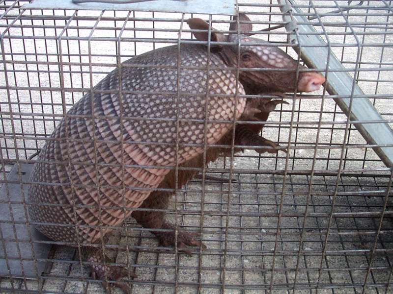 Armadillo trapping – how to catch armadillos with traps