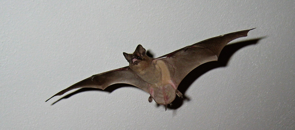 What Should I do with a Bat after I Catch It in my House?