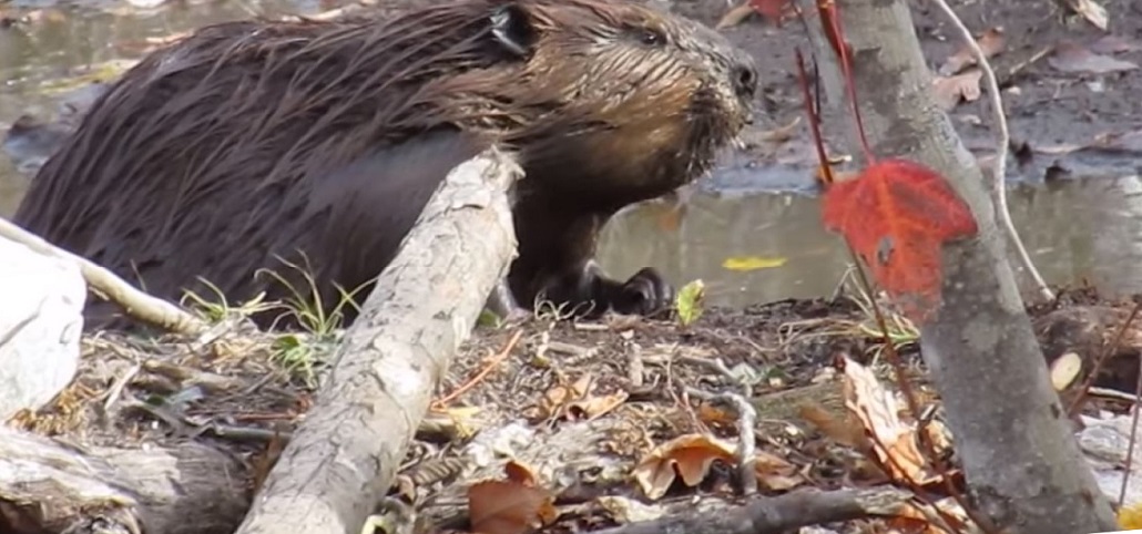 life stages of a beaver
