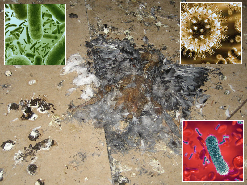 Bird Diseases Transmitted to Humans or Dogs