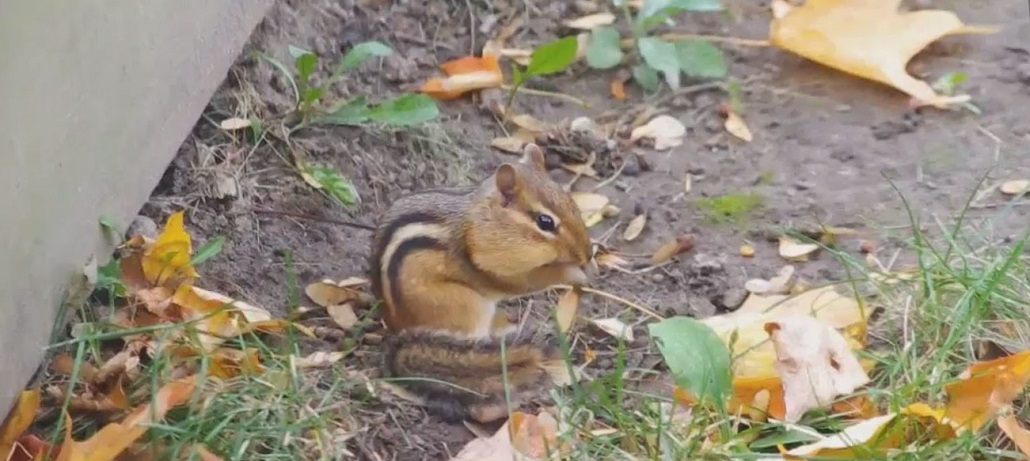 How To Trap Chipmunks 