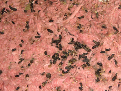 rat feces diseases poop droppings danger