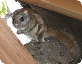 Kill Flying Squirrels in the Attic or House