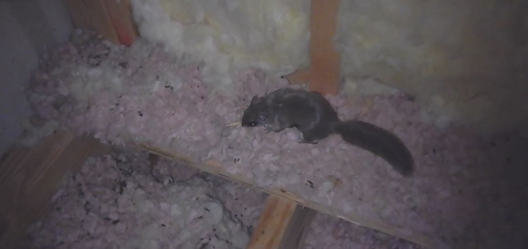How to Get Rid of Flying Squirrels in the Attic of a House