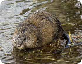How To Get Rid Of Muskrats In Your Yard All information