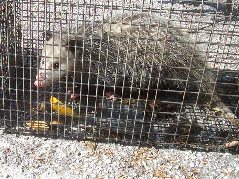 http://wildliferemovalusa.com/images/opossum_bait.jpg