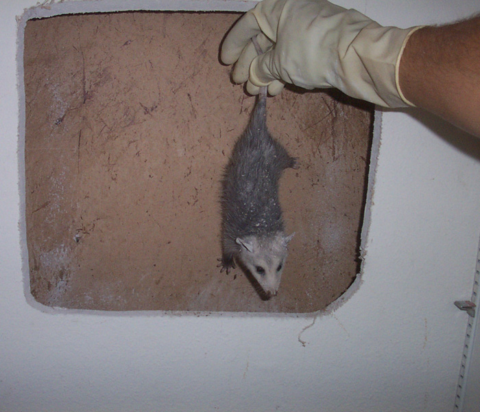 Opossum In House What Do Do How To Get Them Out