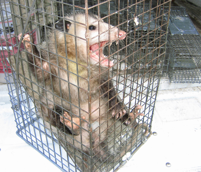Is Trapping an Opossum Legal?
