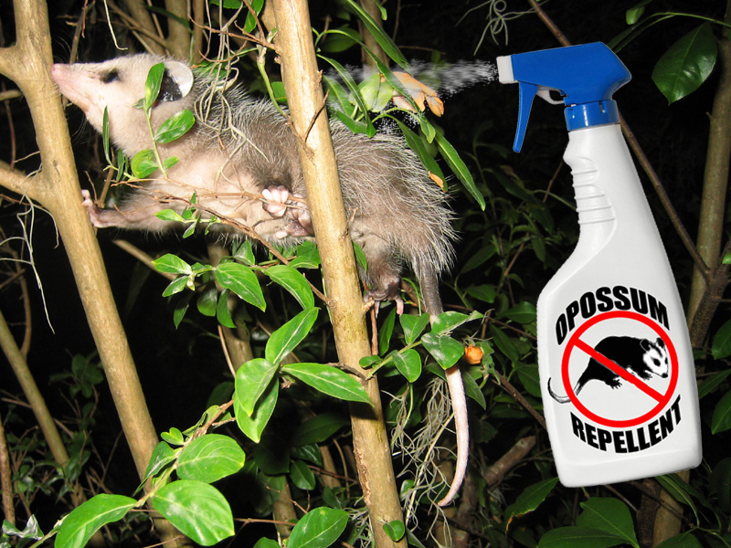 How to Get Rid of Possums From Your Property