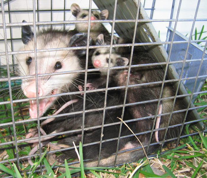 possum trap opossum possums trapping bait opossums rid removal recipes trapped nz solutions animal quick remedies lethal capture caught plus