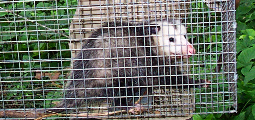 What is the best bait to trap a possum?
