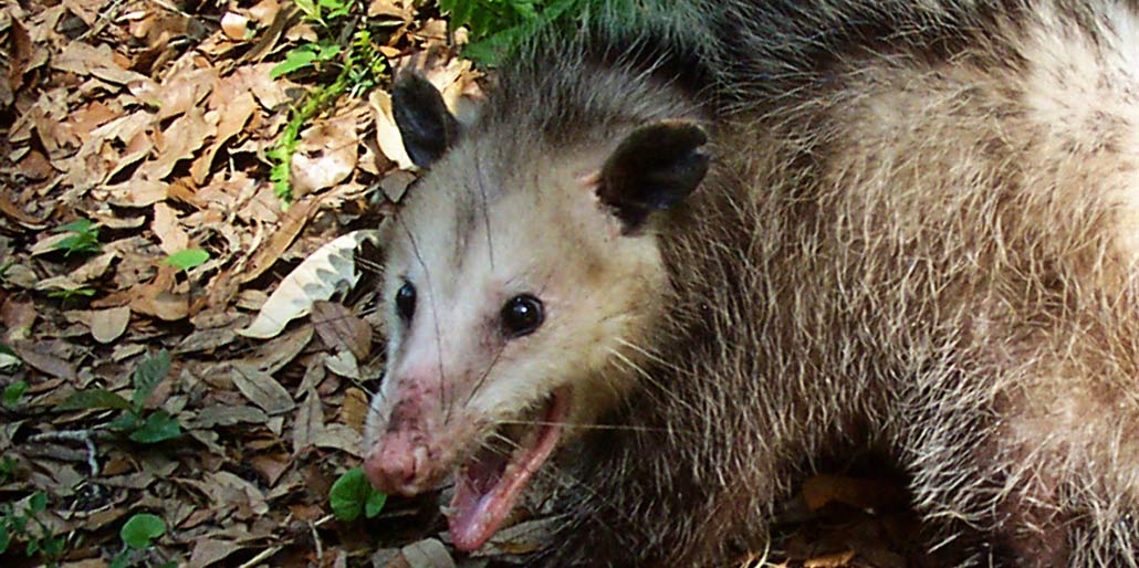 Expert Tips for Trapping An Opossum