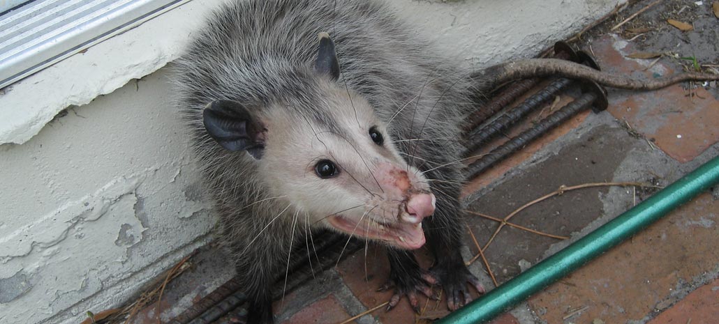 How To Get Rid Of Possums Naturally Diy Remedies Bugwiz