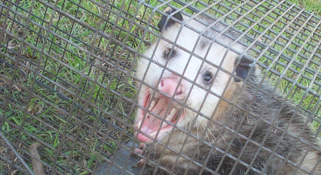 Is a opossum that is active during the daytime sick or rabid?