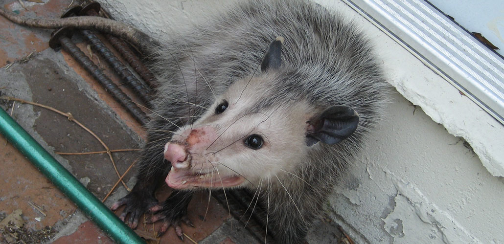 How To Keep Opossums Out Of My Garden