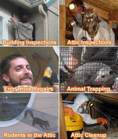Madison Wildlife Removal Wisconsin Raccoon Squirrel Skunk Rat Control