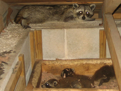 Raccoon In the Attic - Signs, Danger, What to Do