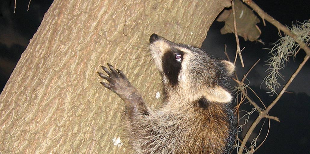 Do raccoons live or travel in packs?