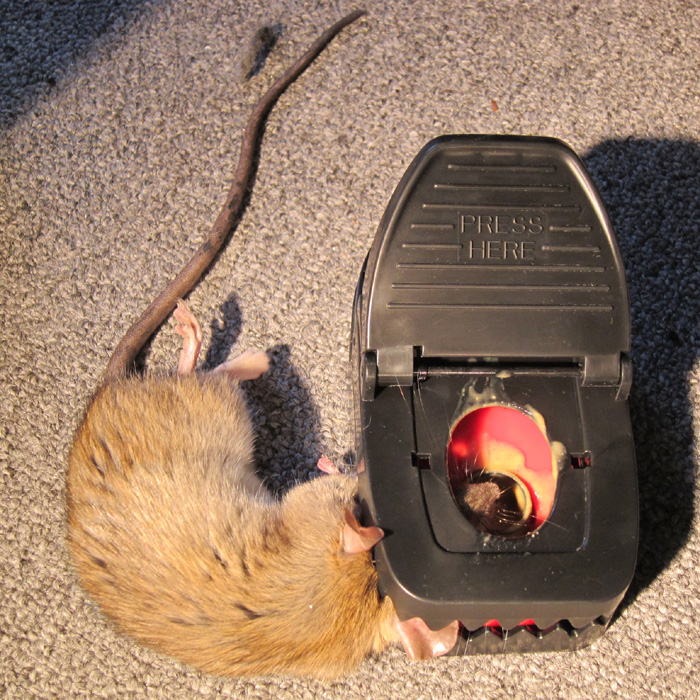 best rat trap