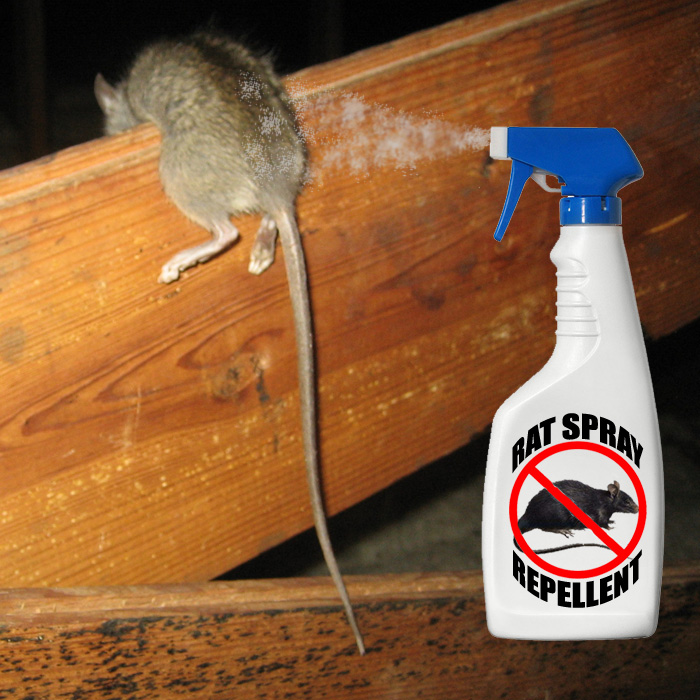 Rat Repellent - What deterrent works?