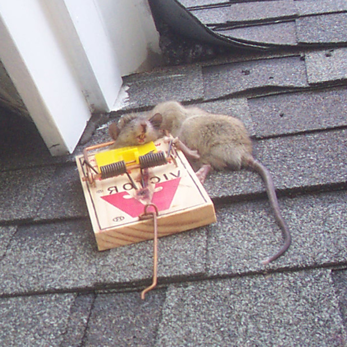 Rat on the Roof - What Sounds and Noises - Night or Day