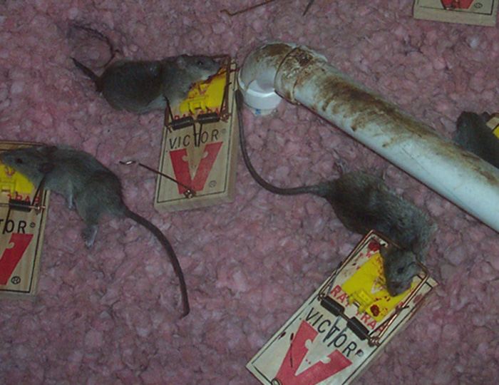 Rat Trapping - How to Catch a Rat in a Trap