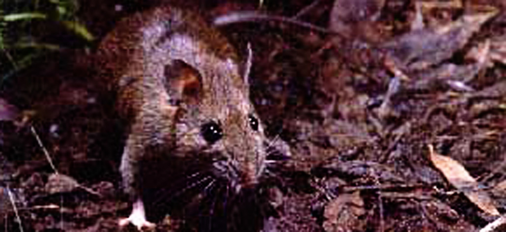 What animals do rats kill?