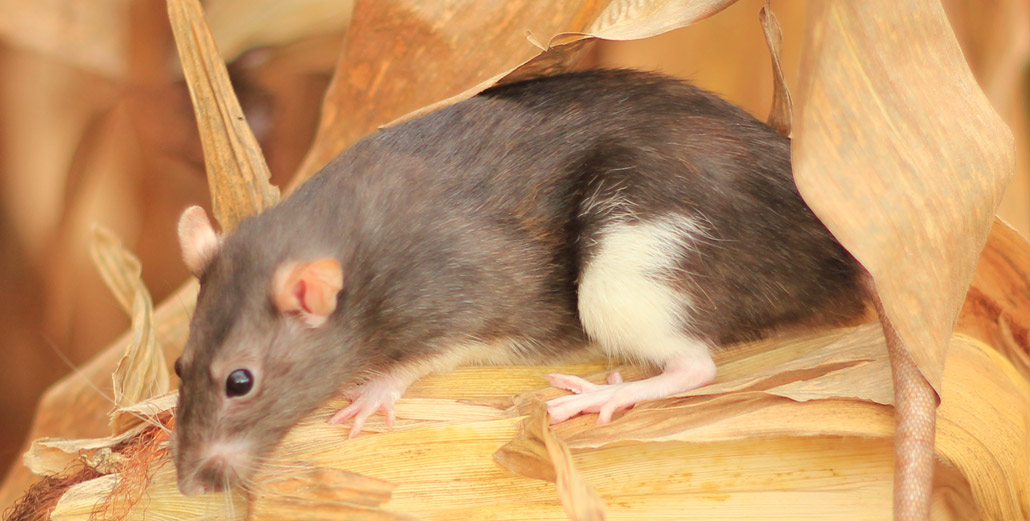 What is a rat's natural diet?
