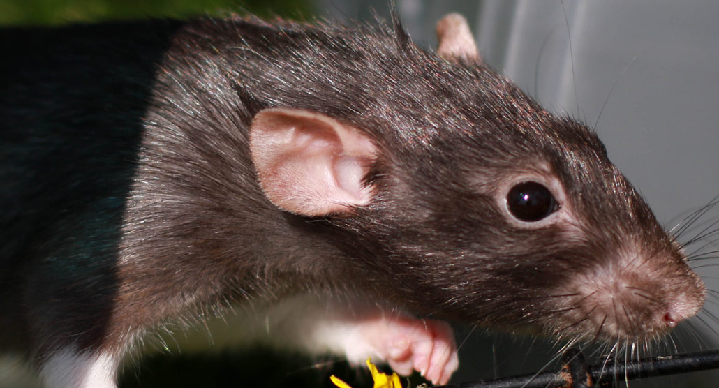 Does poison make rats thirsty and die outside?