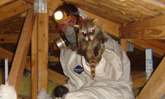 Services - Repairs, Attic Cleaning, Humane Trapping, and More