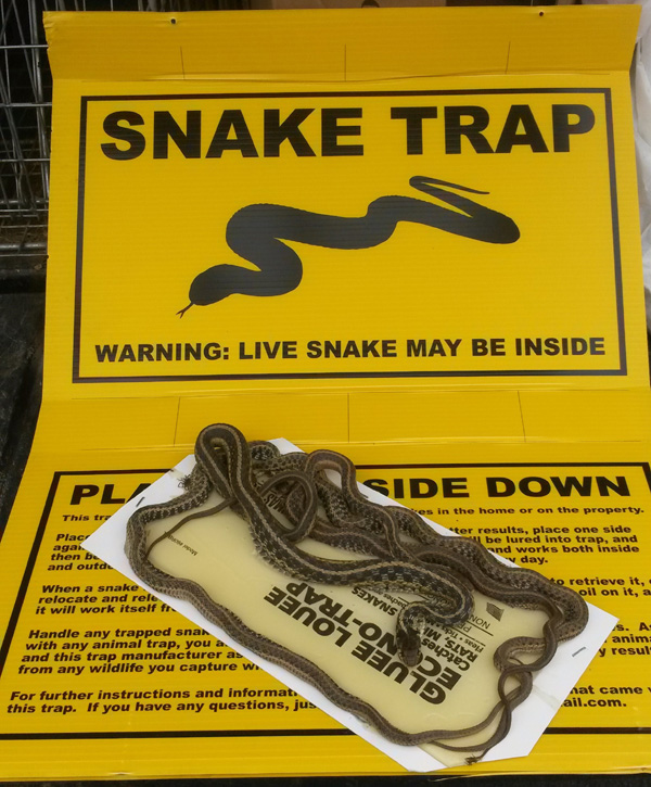 Snake Trapping.