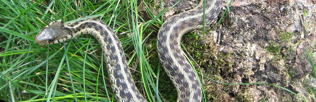 Common Snakes Of Pennsylvania
