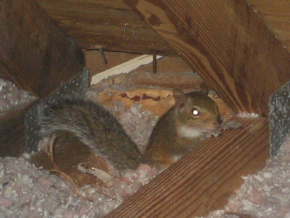 Squirrels in Attic Removal Cost - Pest Control Squirrels in the Attic