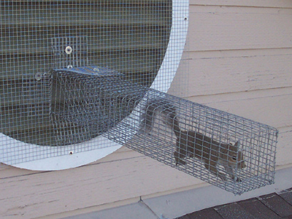 How to Catch a Squirrel in a Trap