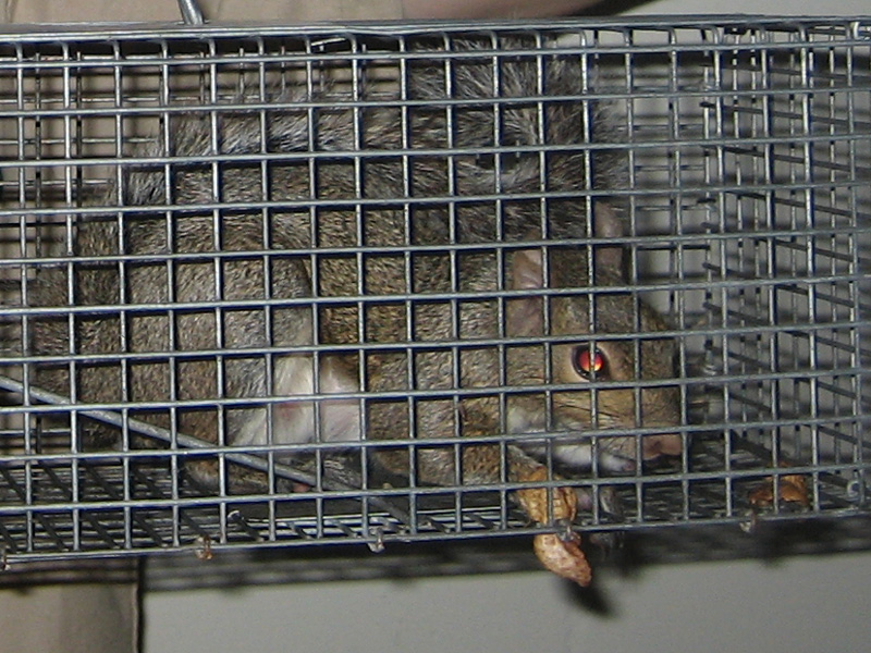 Grey Squirrel Control: Live Catch Traps