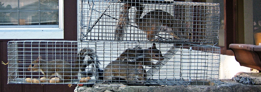 http://wildliferemovalusa.com/images/squirrelcatch.jpg