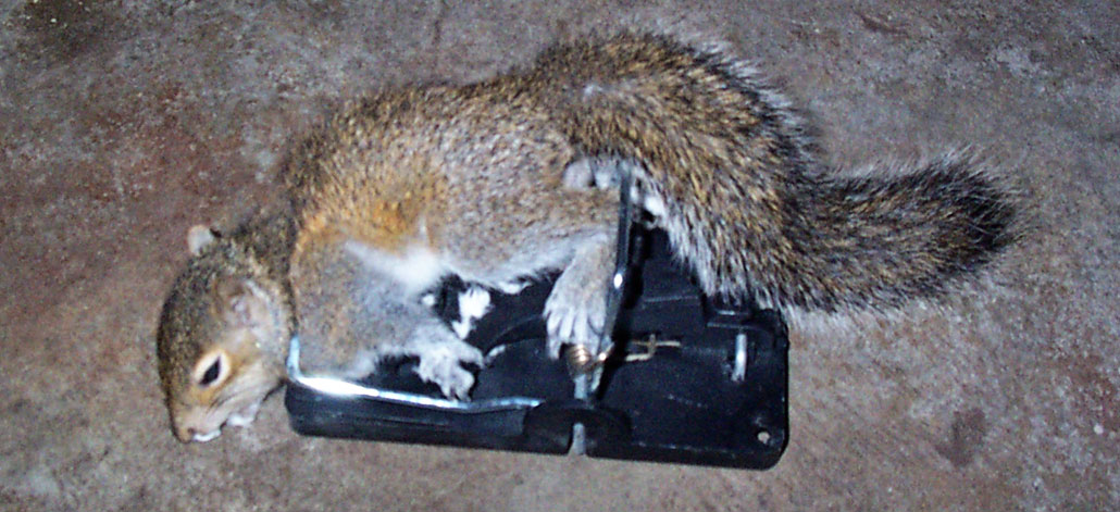 What Equipment do you need to trap a Squirrel?